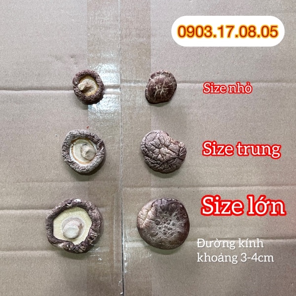 Nấm đông cô các size