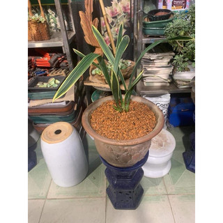 Đất nung trồng lan, bonsai bao 10kg