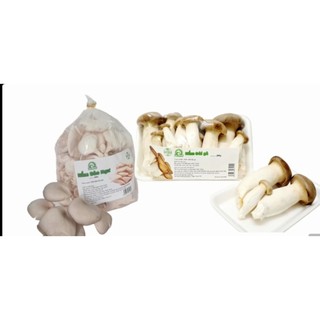 Combo Nấm đùi gà & bào ngư (nấm sò) tươi An Khánh 550g-nấm sạch, không hoá chất