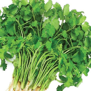 Hạt giống ngò rí - gói 20 gram