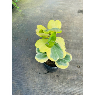 Cẩm cù lá tim var - Hoya carnosa