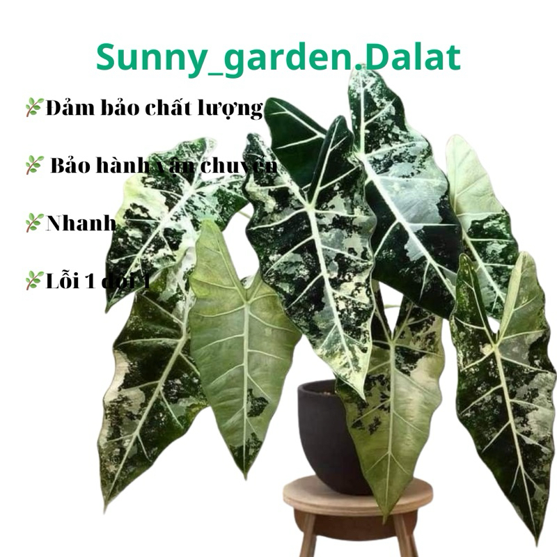 Chậu Alocasia Frydek Var - Môn nhung var size lá 25-30cm
