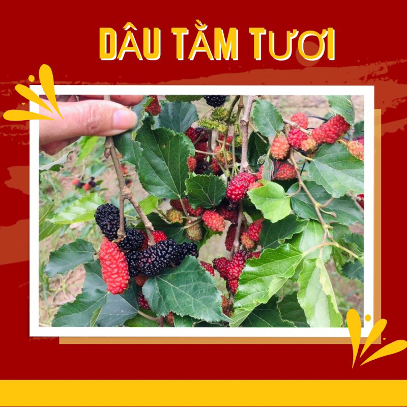 Dâu tằm ngâm siro - Loại ngon tươi mới mỗi ngày