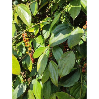 100GRAM HẠT TIÊU SỌ TRẮNG