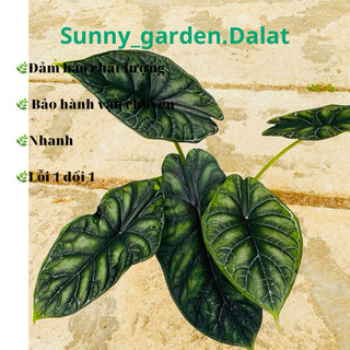 Chậu cứng Alocasia dragon scale - Rồng xanh xum đẹp, trang trí cực xinh