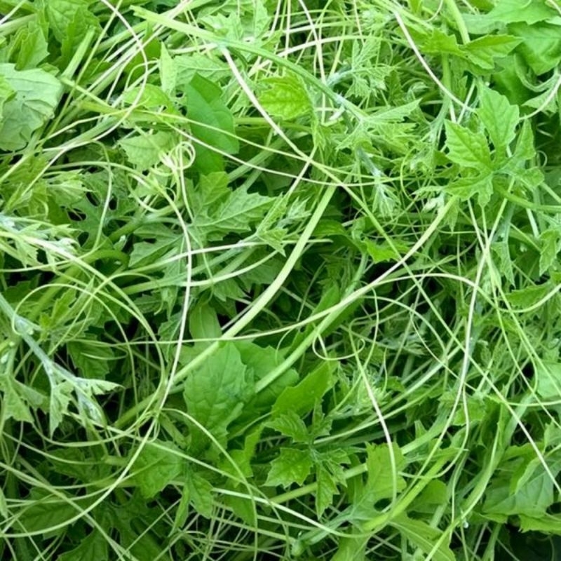Dây Khổ Qua Rừng Phơi Khô