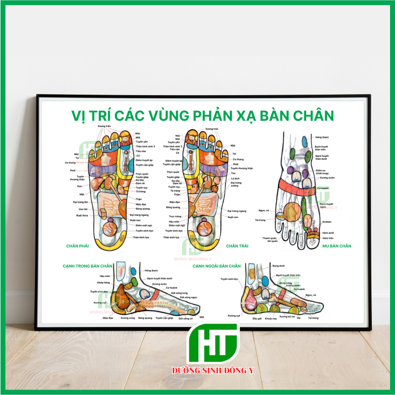 Tranh Huyệt Vị Bàn Chân, Tranh Huyêt Vị Cơ Thể Đủ Kích Thước