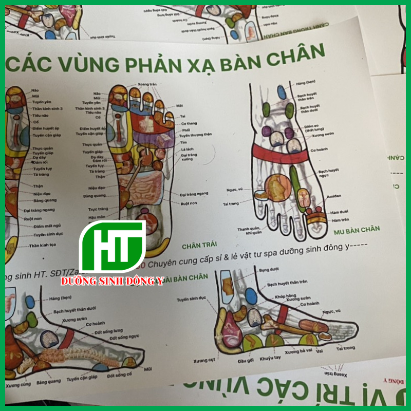 Tranh Huyệt Vị Bàn Chân, Tranh Huyêt Vị Cơ Thể Đủ Kích Thước