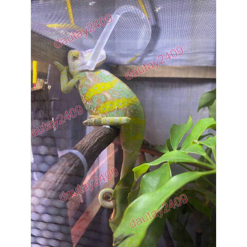 Chuồng nuôi thú cưng, tắc kè hoa ,Chameleon