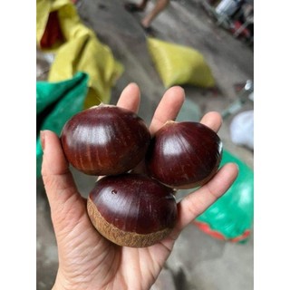 ( JENNYFRUIT) ( HỎA TỐC ) HẠT DẺ TƯƠI  1kg