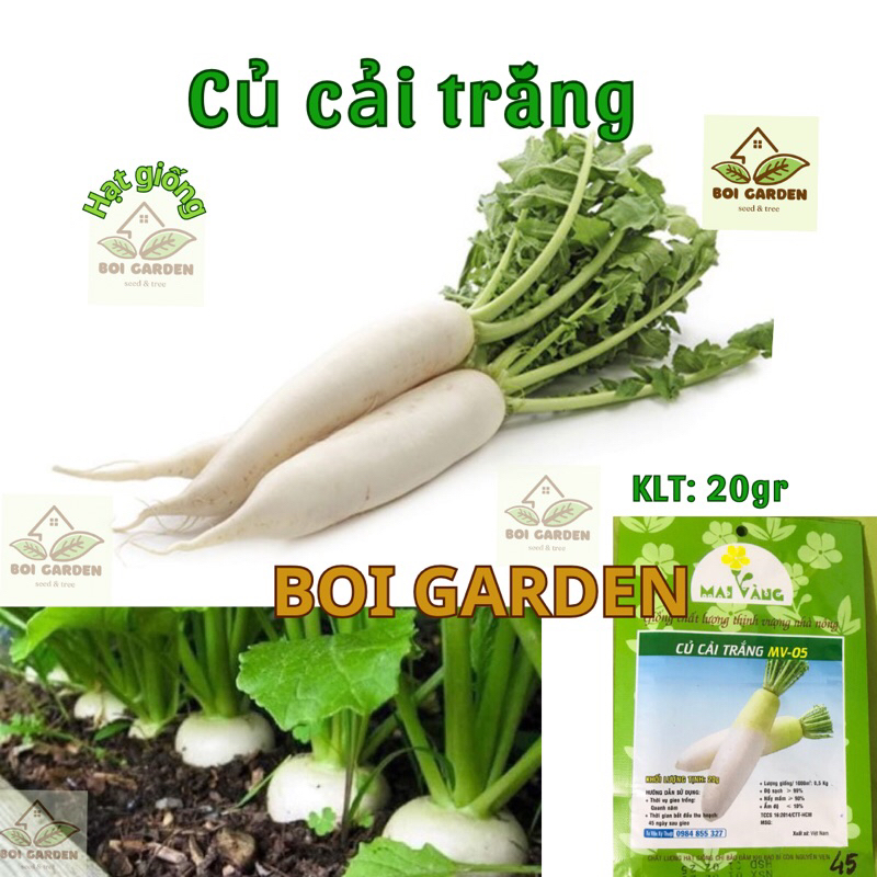 Hạt giống CỦ CẢI TRẮNG cao sản (66)