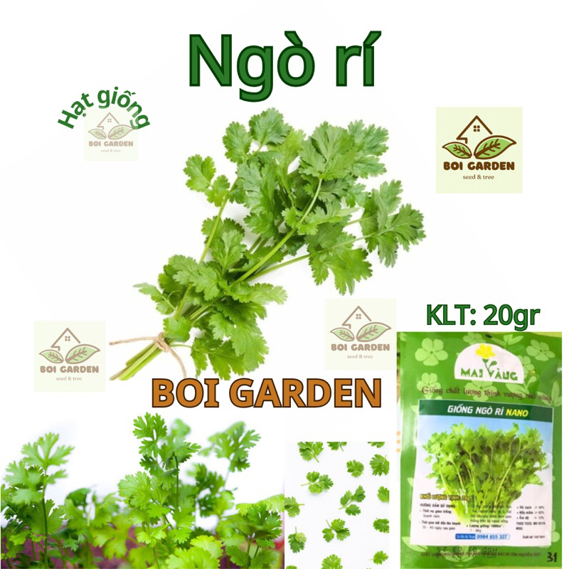 Hạt giống Rau NGÒ RÍ  (104)