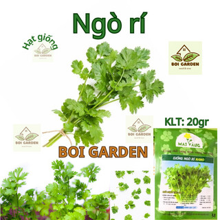 Hạt giống rau ngò rí