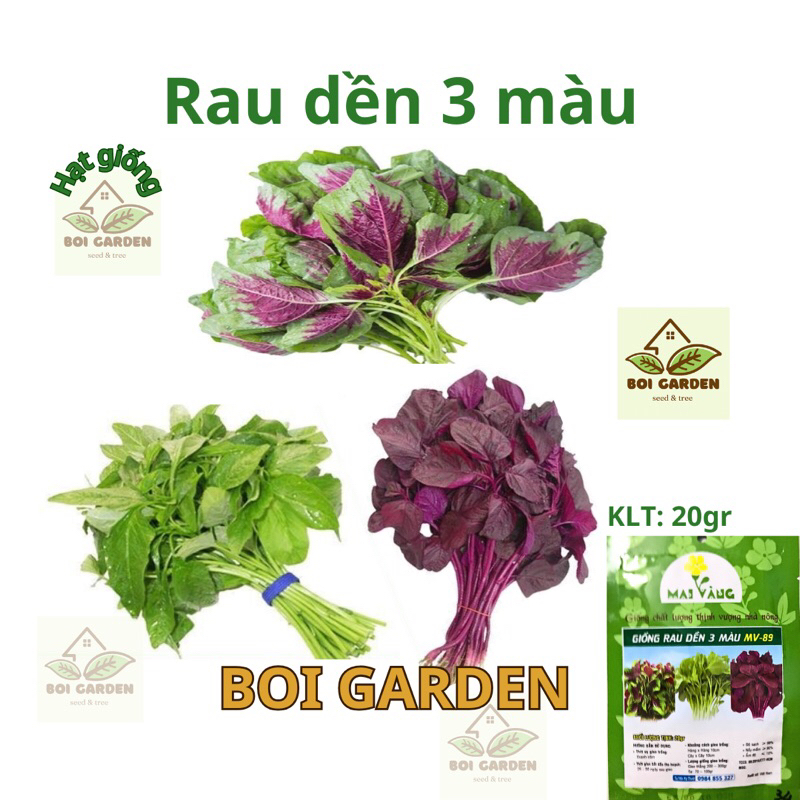 Hạt giống Rau dền mix 3 màu (152)