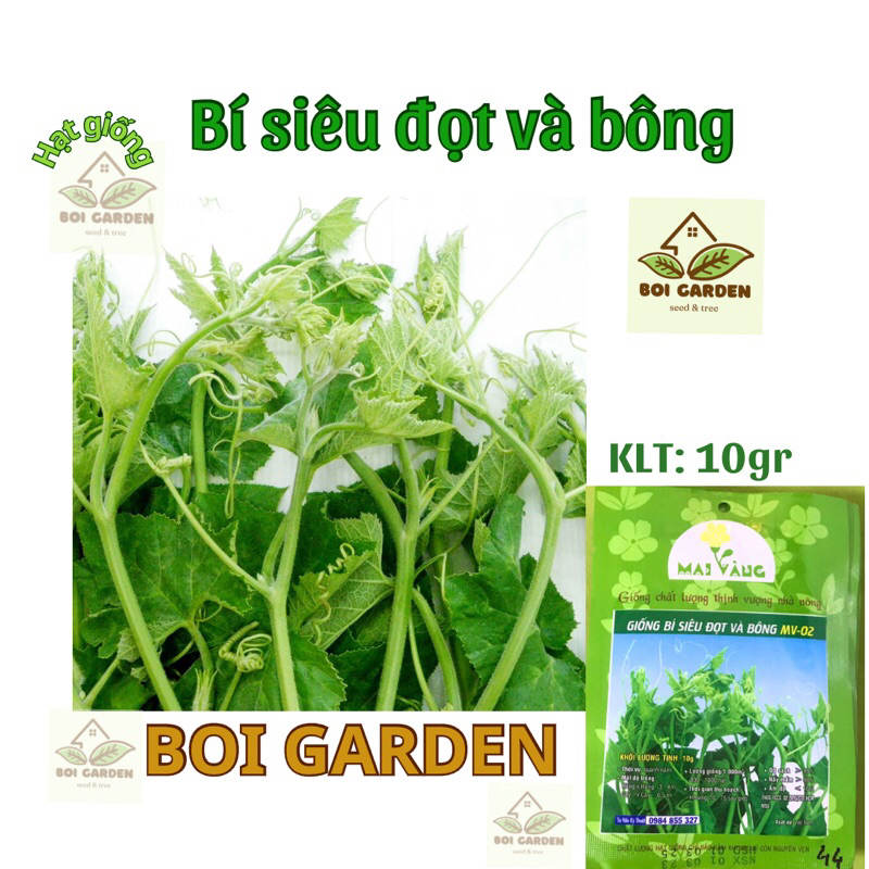 Hạt giống Bí Siêu Đọt và bông (163)