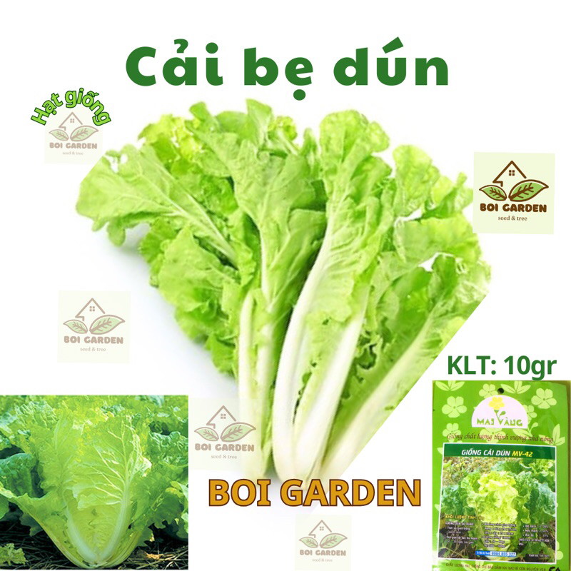 Hạt Giống Cải Bẹ Dún (144)