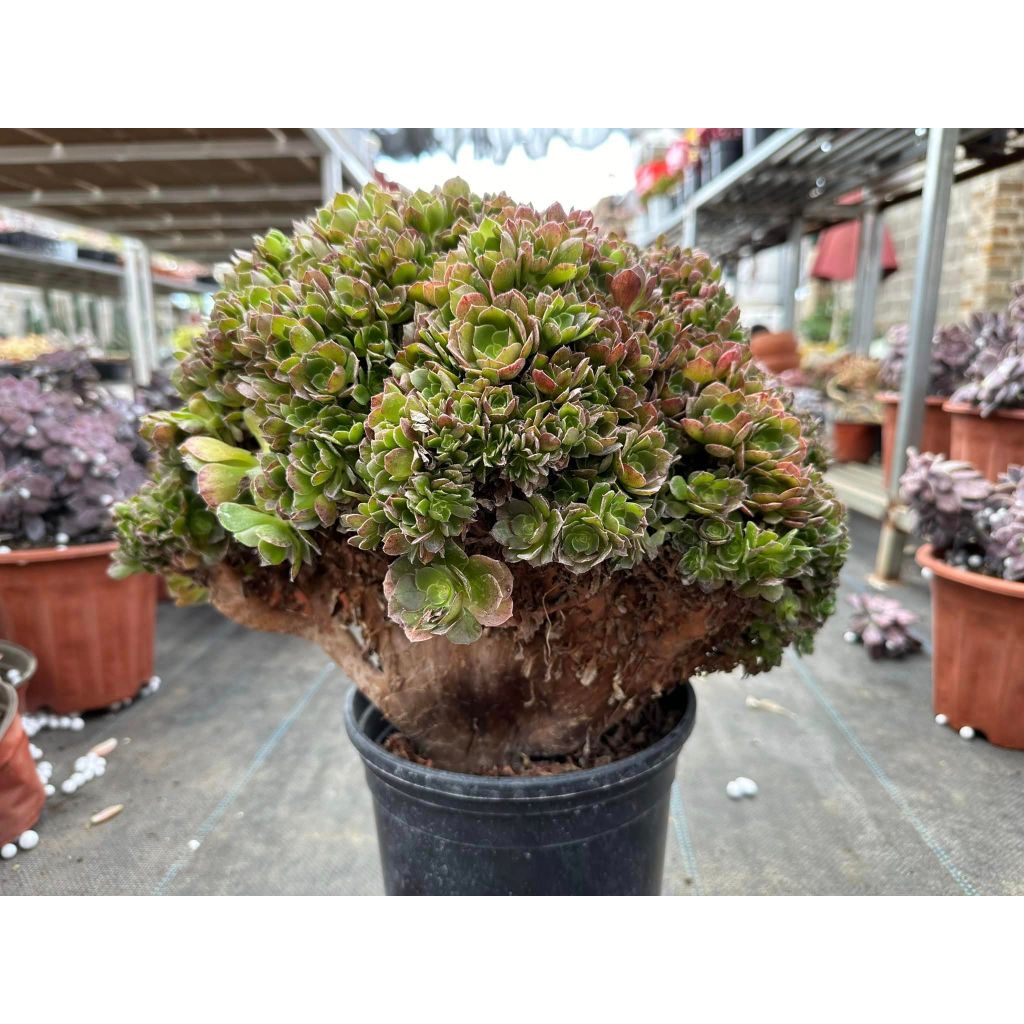 Sen đá AEO xanh crest