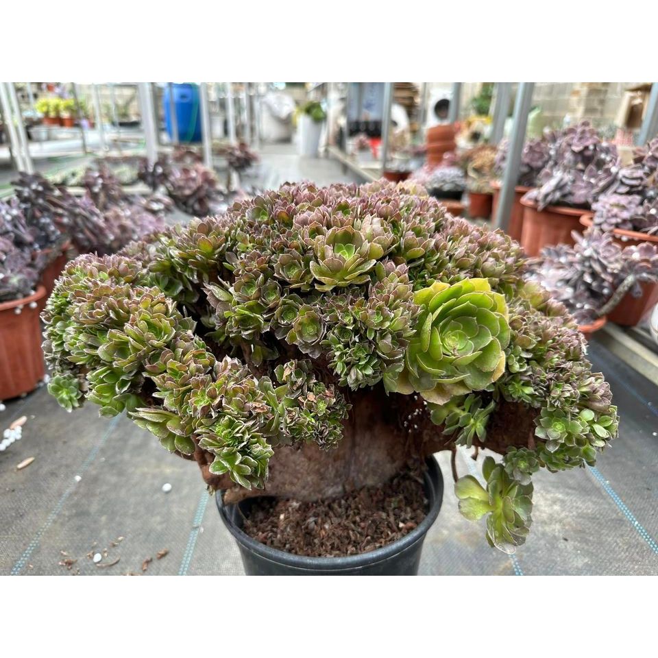 Sen đá AEO xanh crest