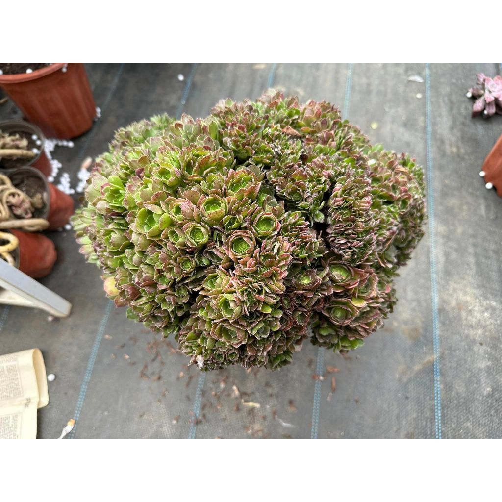 Sen đá AEO xanh crest