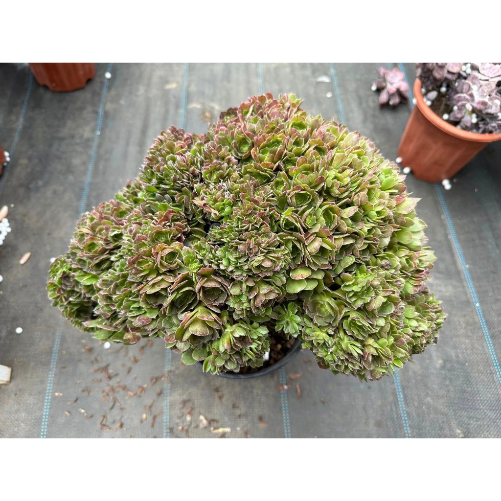 Sen đá AEO xanh crest