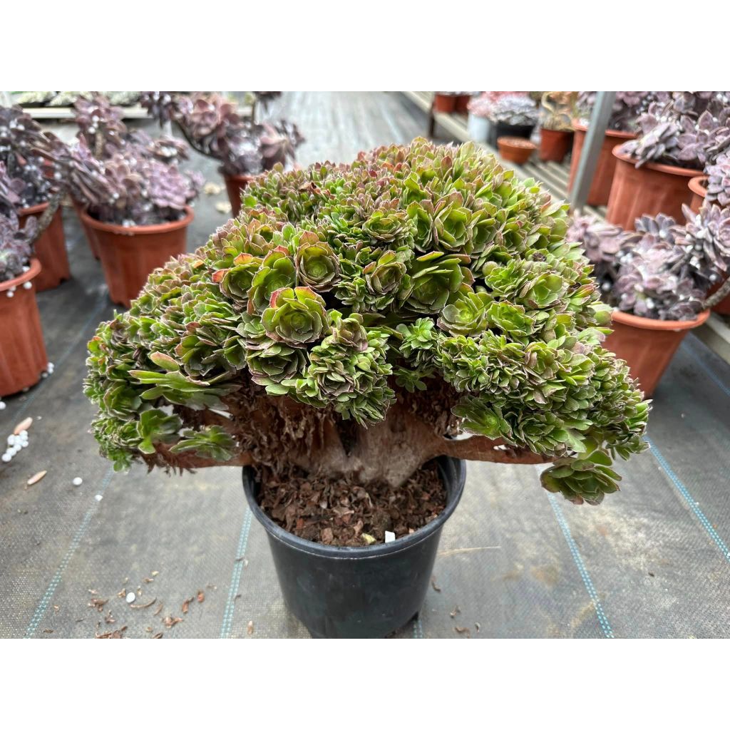 Sen đá AEO xanh crest