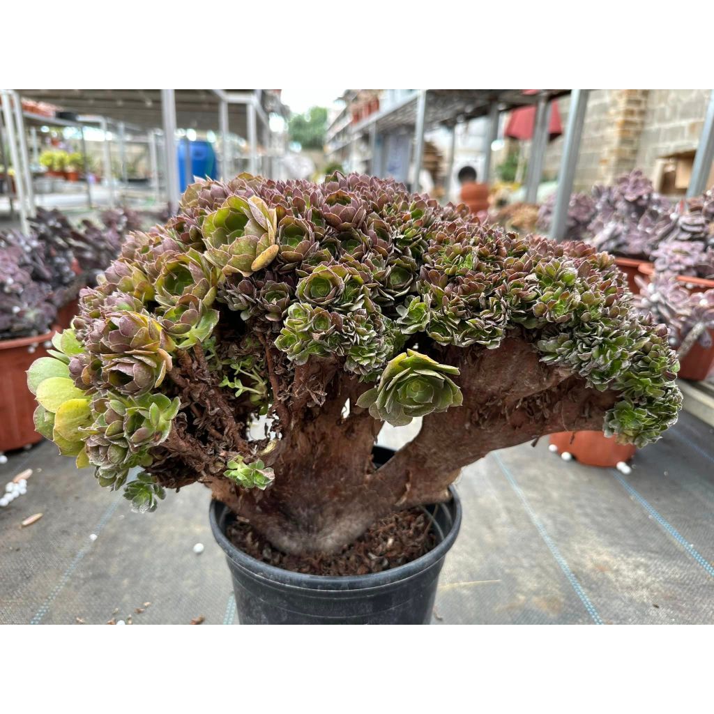 Sen đá AEO xanh crest