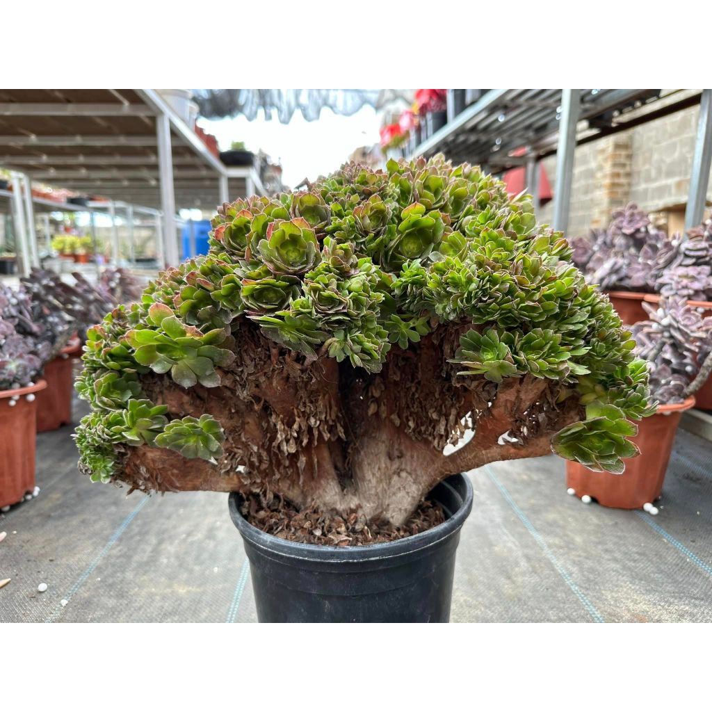 Sen đá AEO xanh crest