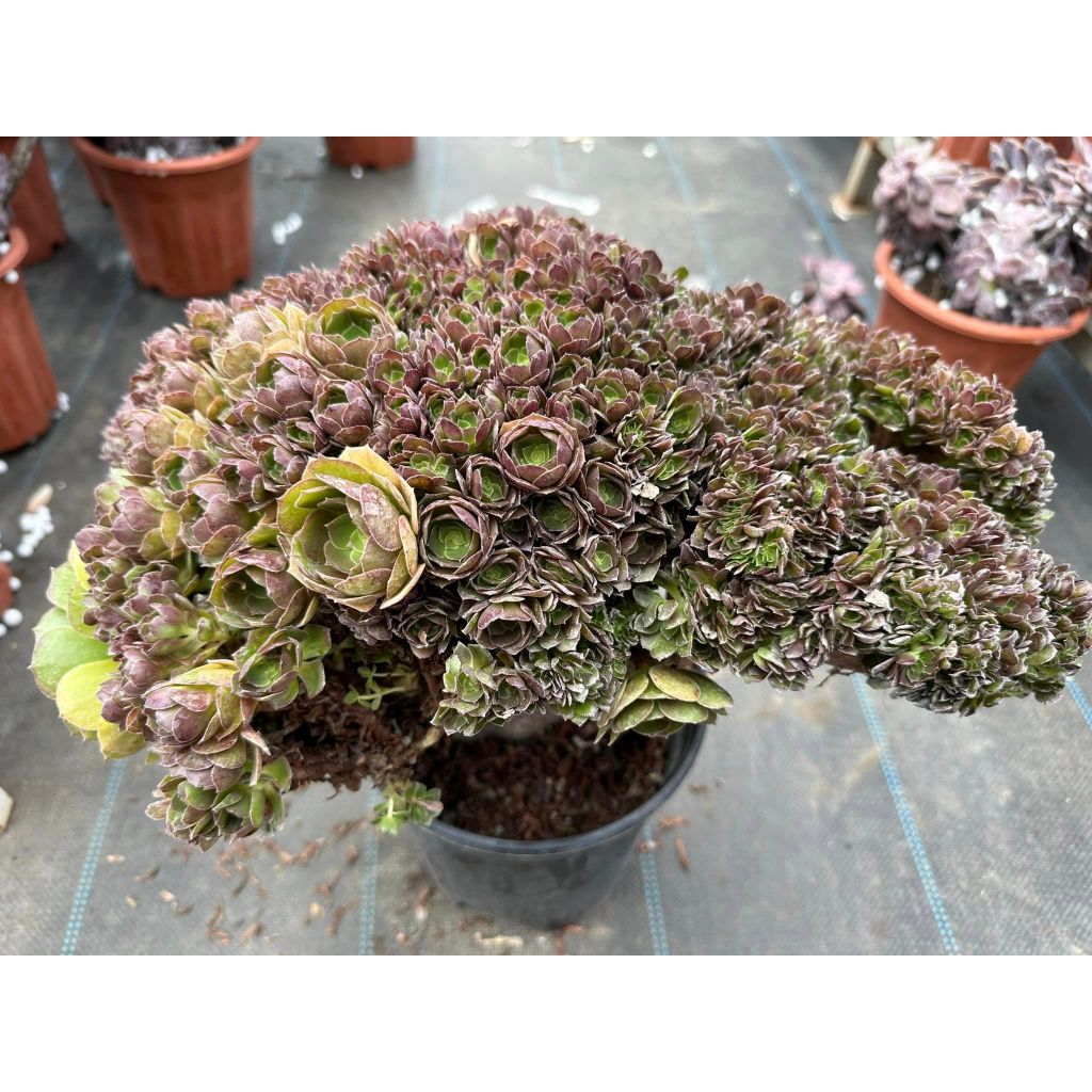 Sen đá AEO xanh crest