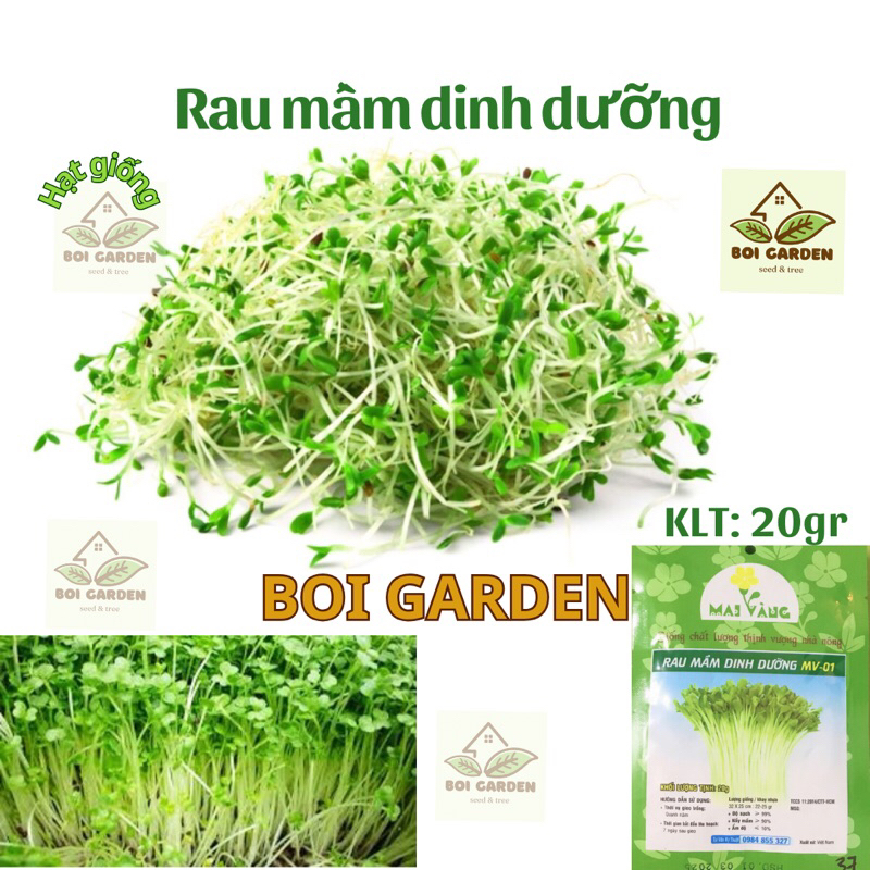 Hạt giống Rau mầm dinh dưỡng (37)