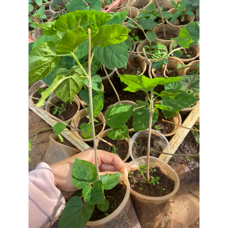 Cây giống thiên lý,