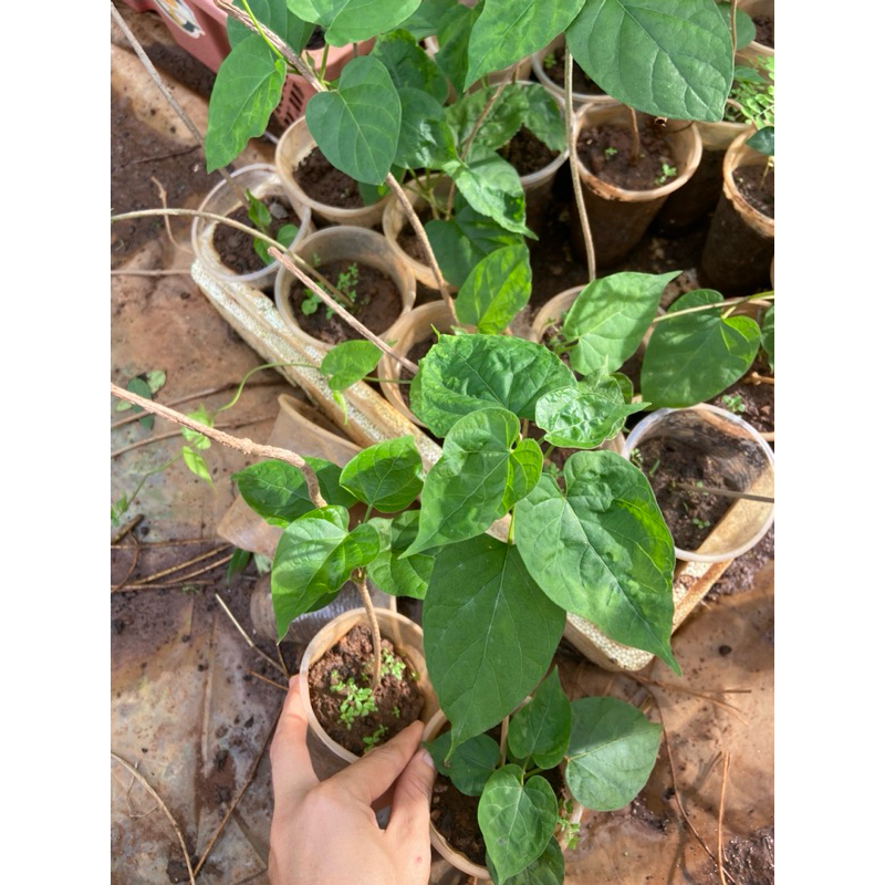 Cây giống thiên lý,