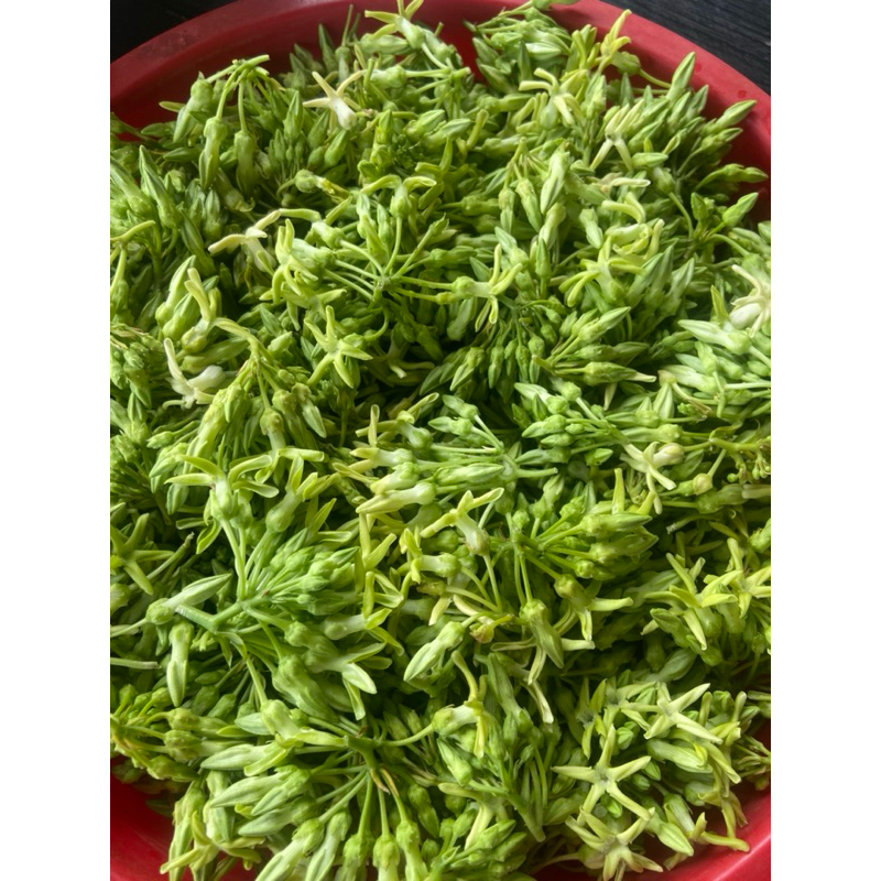 Cây giống thiên lý,