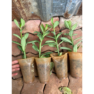 Cây giống thạch anh (cây công đức)