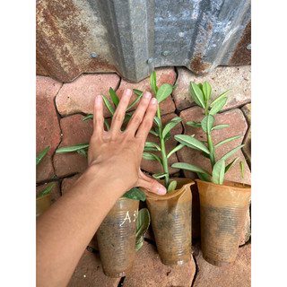 Cây giống thạch anh (cây công đức)