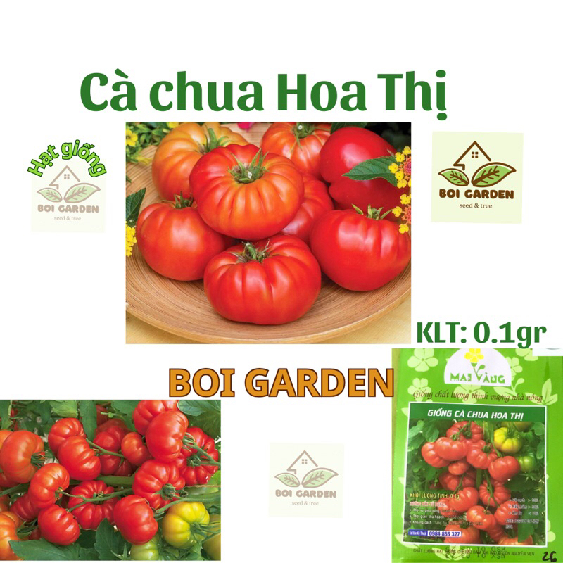 Hạt Giống Cà Chua Hoa Thị (72)