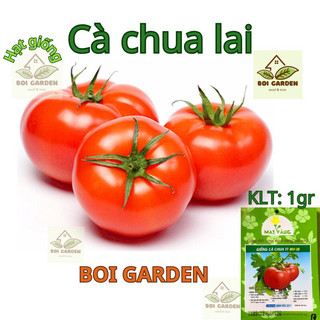 Hạt giống Cà chua lai F1