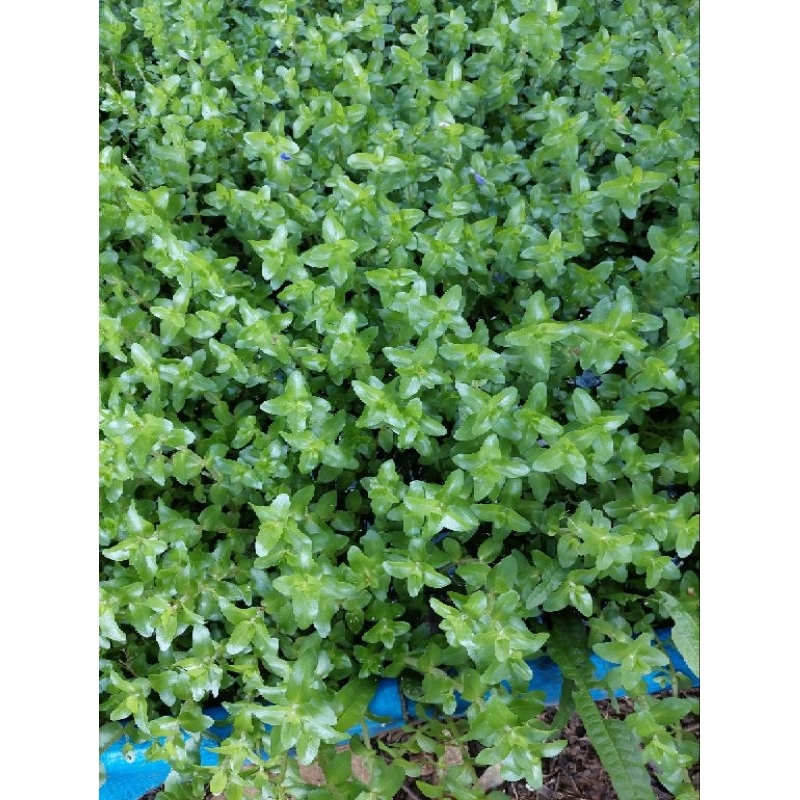 Cây vảy ốc20 k 50 cây