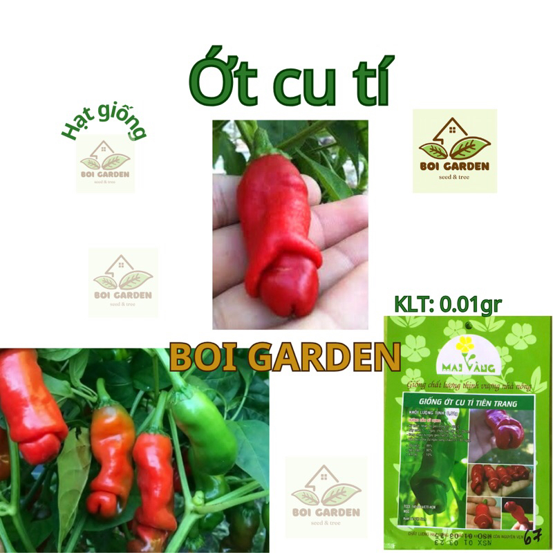Hạt giống ớt cảnh ớt cu tý (67)