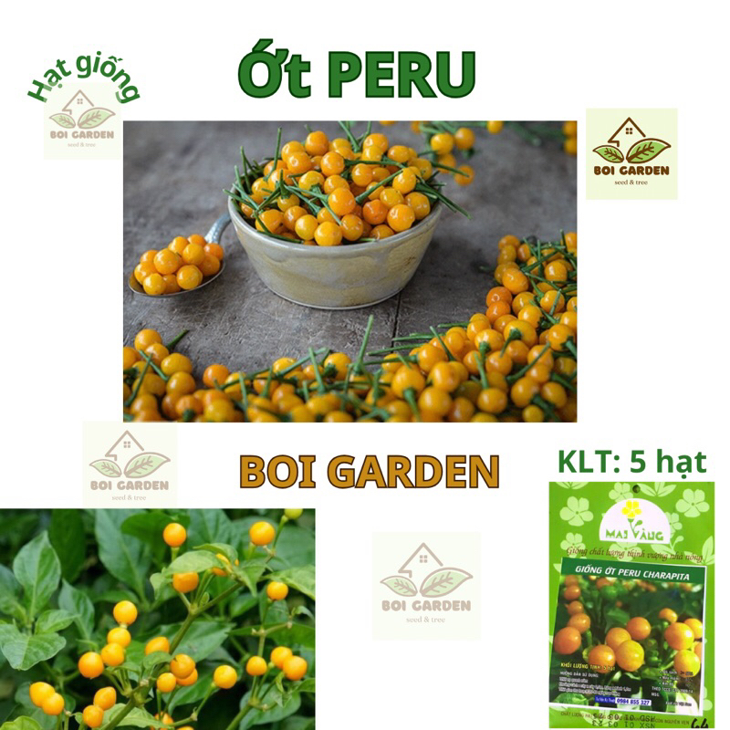 Hạt giống Ớt Peru Mắc Nhất Thế Giới (110)