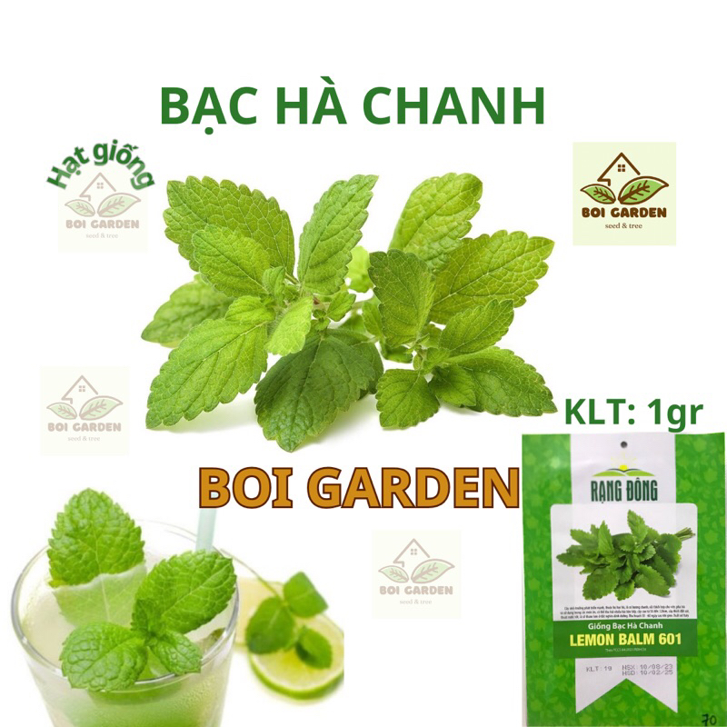 Hạt Giống Bạc Hà Chanh Lemon Balm (134)