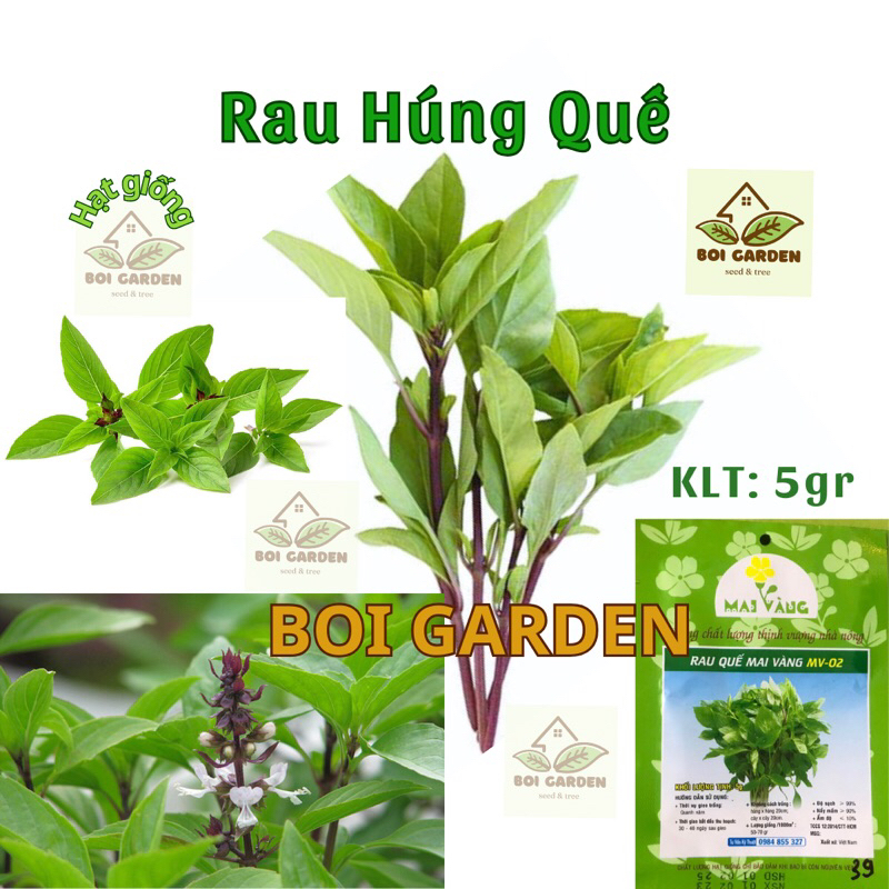 Hạt giống Rau Húng Quế (127)
