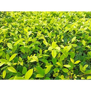 Phân Bón Lá Vi Lượng MicroCombi (gói 25g)