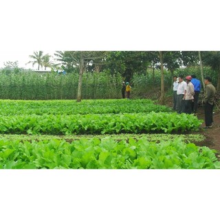 Phân Bón Lá Vi Lượng MicroCombi (gói 25g)