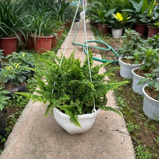 Cây dương xỉ - cây dươn xỉ lá xoắn trồng chậu treo Đường kính tán 25cm trang trí ban công sân vườn