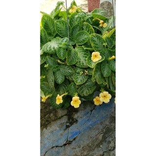 Cây Gấm Tiểu Muội (Cây Ấm Kiếm, Gấm Sứ Muội)