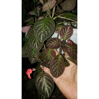 Cây Gấm Tiểu Muội (Cây Ấm Kiếm, Gấm Sứ Muội)