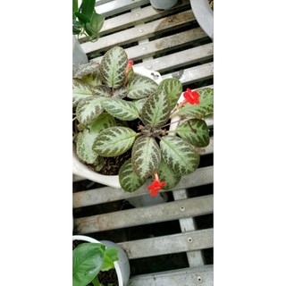 Cây Gấm Tiểu Muội (Cây Ấm Kiếm, Gấm Sứ Muội)