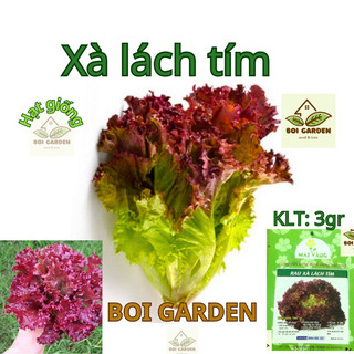 Hạt giống xà lách xoăn tím dễ trồng
