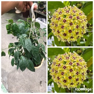 Giò hoa lan cẩm cù Haconensis đang sẵn chồi nụ, gửi từ hà nội