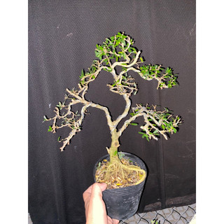 linh sam 86 cao 35cm